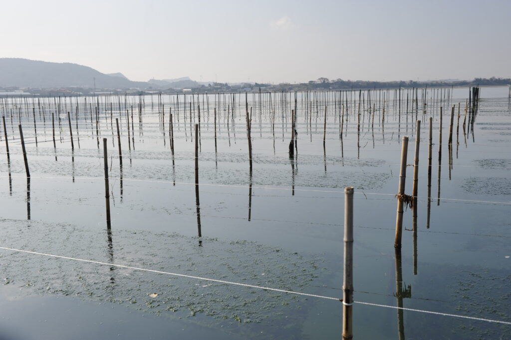 愛知県三河地方の海苔の養殖の様子を渡辺海苔店が撮影