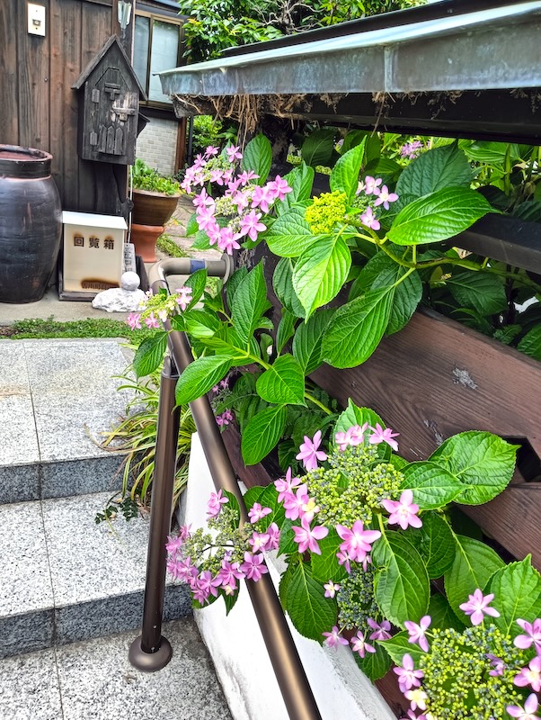 豊橋の海苔屋に紫陽花が咲きました